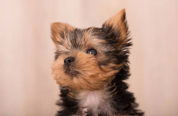 istock Beautiful puppy Yorkshire Terrier posing 649685094