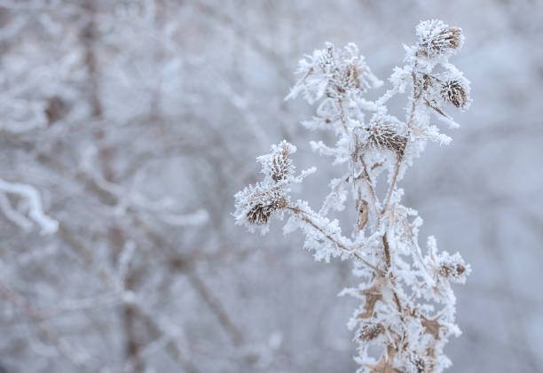 istock Frozen plants in winter with the hoar-frost 649687232