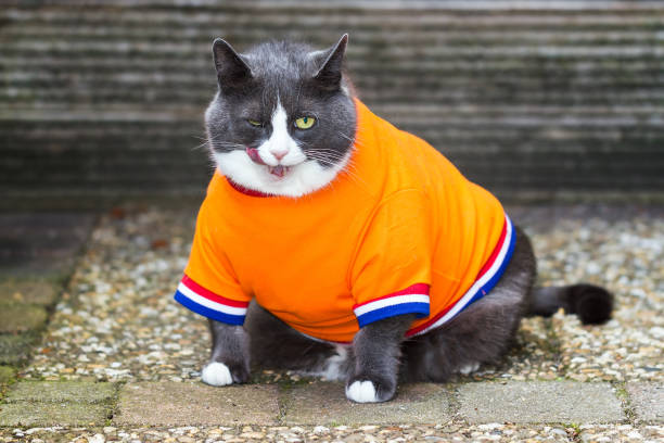 Random image of a fat pussy cat dressed as soccer player for the dutch national team exercising in the garden in spring in the Netherlands
