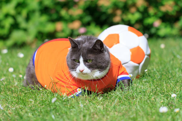 istock Obesicat of Persie 649687584