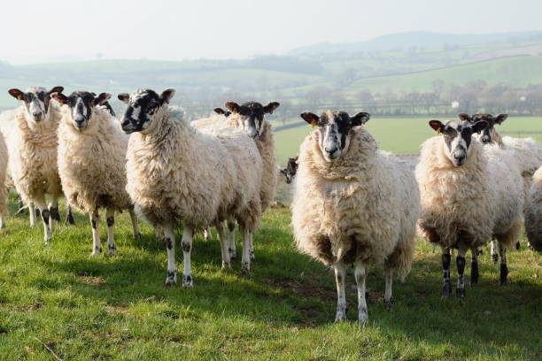 istock Sheep on a farmland 649692240
