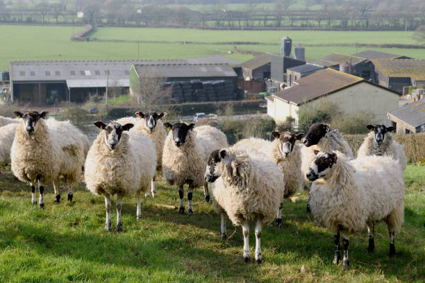istock Sheep on a farmland 649692270