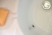 Spider trapped in a bath