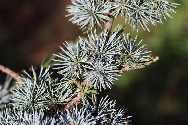 istock Blue atlas cedar tree Cedrus atlantica Glauca winter pine needles 649696258