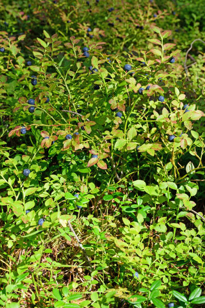 istock The blueberry Bush with berries close up on a Sunny summer day v 649699652