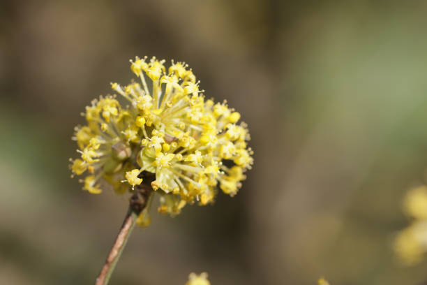 Close up of yellow blossom in spring on this Cornelian cherry tree Cornus mas. This is a kind of dogwood, but quite unlike the common dogwood.