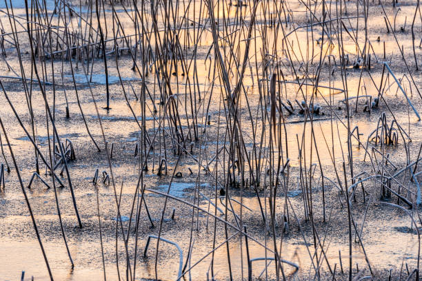 reed e sunsrise a wieden-weerribben - wieden weerribben foto e immagini stock