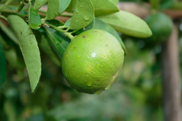 istock Fresh Green lemon on tree in farm 649708030