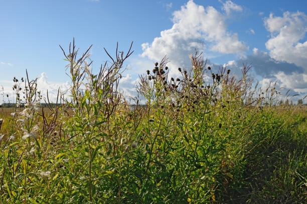 Bush roadside Thistle horizontally closeup in the rays of the su Bush roadside Thistle horizontally closeup in the rays of the sun against the blue of the sky in the village of Vyritsa summer day. the plantation course at kapalua stock pictures, royalty-free photos & images