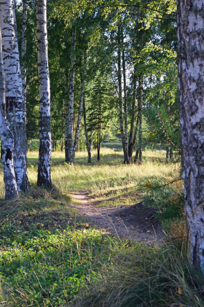 A path in a birch forest to the river Oredezh in Vyritsa Sunny s A path in a birch forest to the river Oredezh in Vyritsa Sunny summer day. the plantation course at kapalua stock pictures, royalty-free photos & images