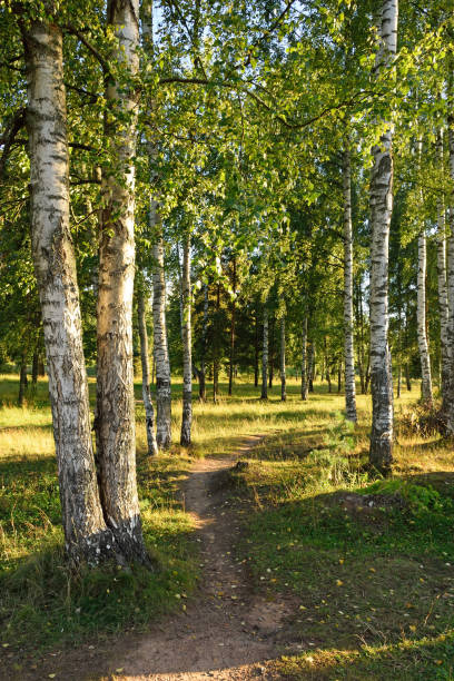 A path in a birch grove on the banks of the Oredezh river in the A path in a birch grove on the banks of the Oredezh river in the village of Vyritsa Sunny summer day. the plantation course at kapalua stock pictures, royalty-free photos & images
