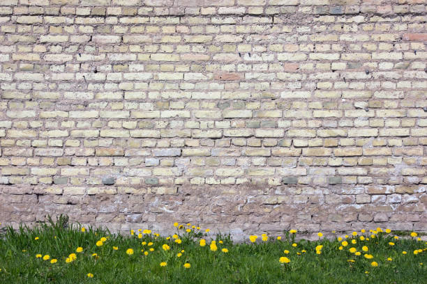 istock Spring dandelions grow near the ancient destroyed brick wall 649715832