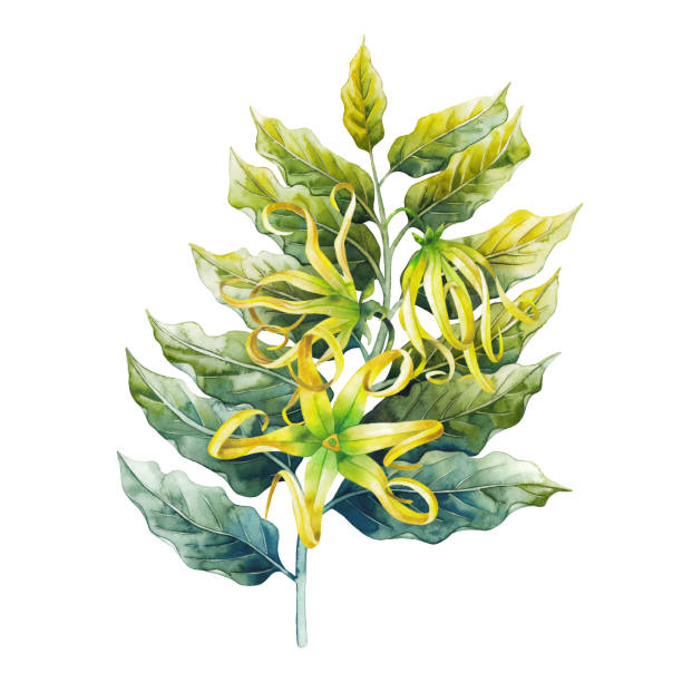Watercolor ylang ylang Watercolor ylang ylang branch. Hand painted leaves and flowers isolated on white background. Herbal medicine and aroma therapy ylang ylang stock illustrations