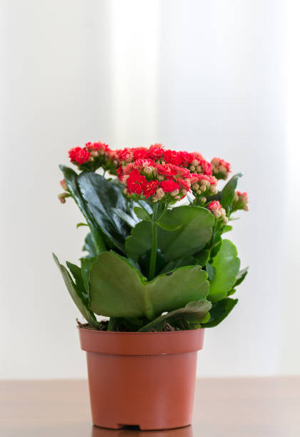 istock Red flowering Kalanchoe in pot 649719278