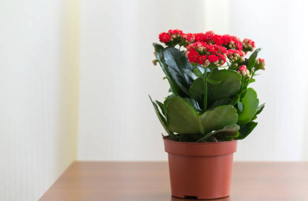 istock Red flowering Kalanchoe in pot 649719330