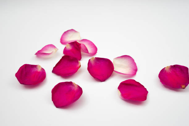 istock pedals of red rose 649719412