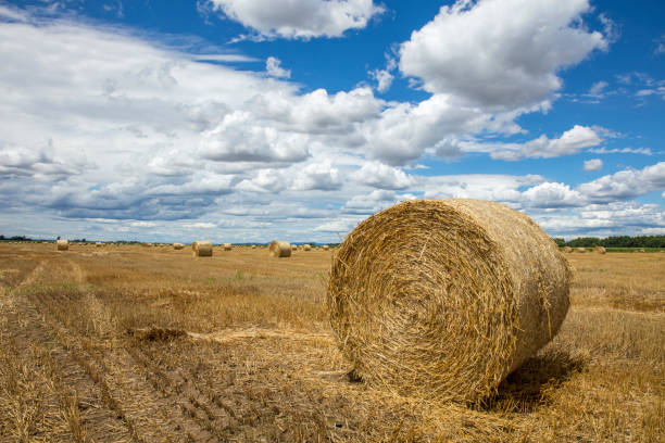 bale of straw in the field.