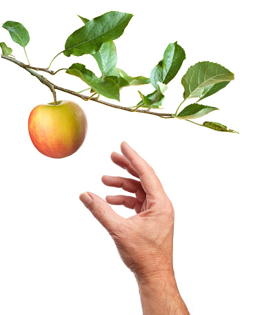 Picking an apple. Male hand is reaching for an apple. Isolated on white background