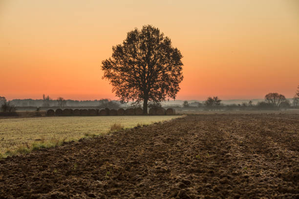 Rolled hay bales and single tree on farm. Tranquil view of plowed field against sky during sunset. Scenic view of nature.
