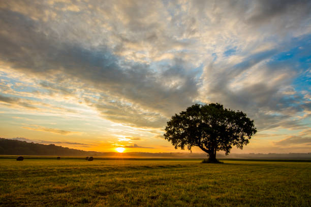 istock Tree growing on grassy field against cloudy sky 649725754