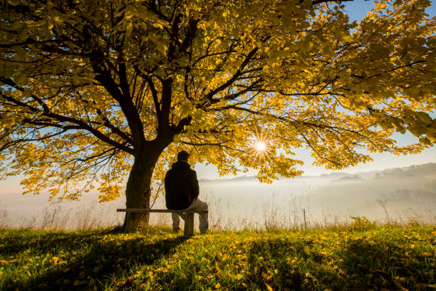 Man enjoying morning fog on bench under tree Rear view of man sitting on bench under tree. Full length of male is looking at view. He is enjoying morning fog. sitting on bench stock pictures, royalty-free photos & images