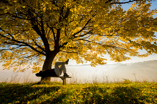 Rear view of man lying on bench under tree. Full length of male is enjoying nature. He is resting over grassy field.