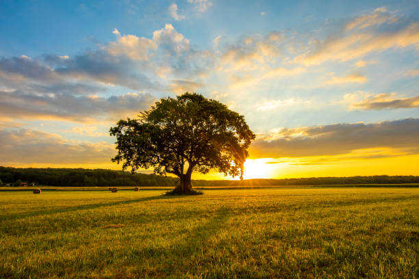 árbol en hierba campo contra el cielo nublado - meadow sunrise fog sky fotografías e imágenes de stock