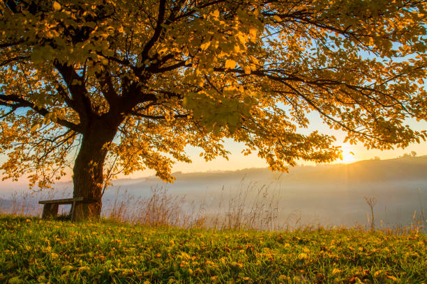 herbst baum auf feld in nebliges wetter - autumn landscape hill tree stock-fotos und bilder