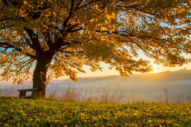 albero autunnale in campo con tempo nebbioso - sunset day back lit autumn foto e immagini stock