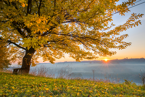 Tree on grassy field during autumn. Idyllic view of fog covering landscape in background. View of beautiful nature.