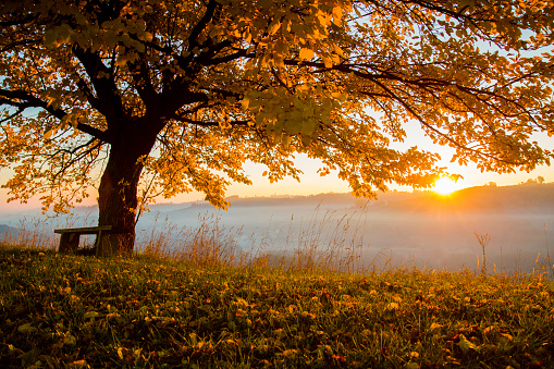Tree on grassy field during autumn. Fog is covering landscape in background. View of beautiful nature.