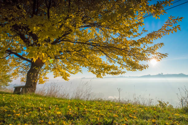 istock Tree with fog covering landscape in background 649726028