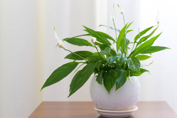 istock Spathiphyllum in white pot in interior 649726124