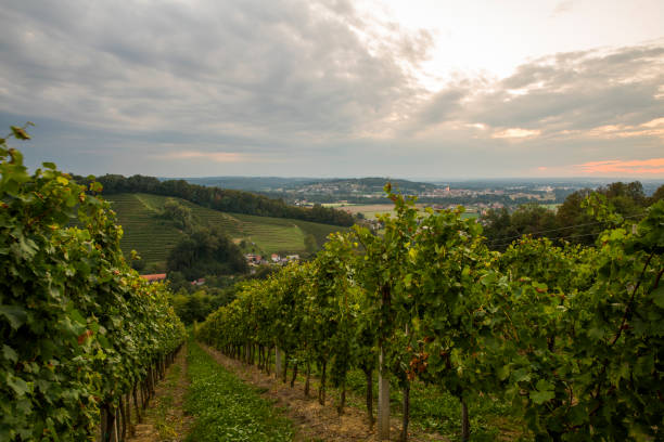 istock Rows of plants at vinery on hill 649726196