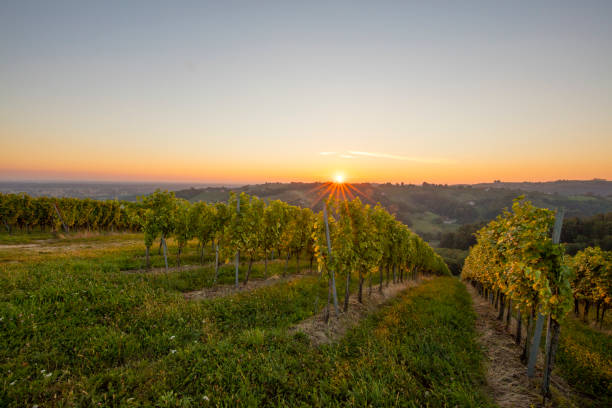 istock Scenic view of plants growing at vineyard 649726218