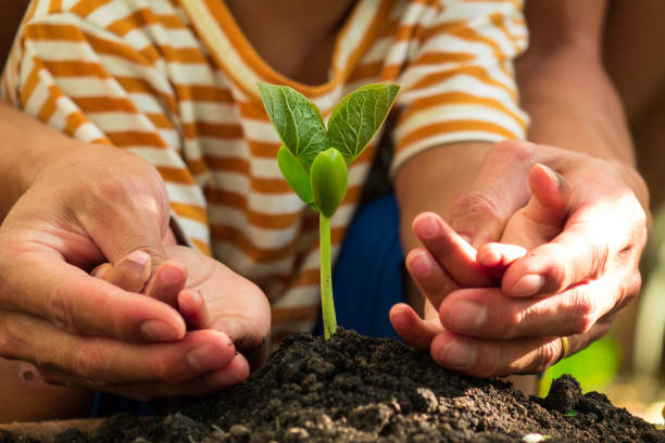 ojciec i syn sadzenie młodego drzewa - plant growth new gardening zdjęcia i obrazy z banku zdjęć