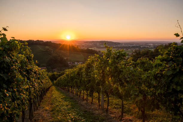 istock Rows of plants at vineyard on hill 649726296