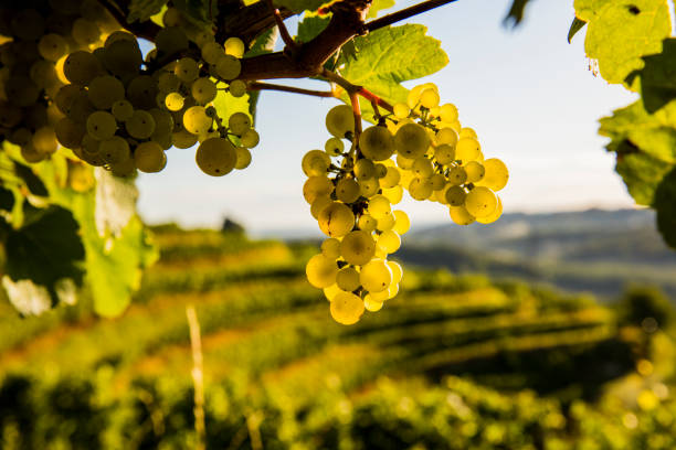istock White grapes on plants at vineyard 649726782