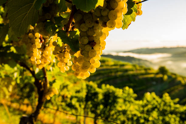 istock Close-up of grapes on plants at vineyard 649726798