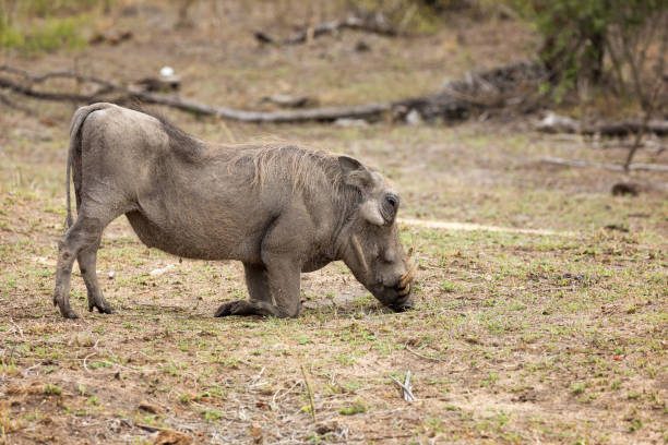 istock Grazing warthog in Kruger National Park 649726828