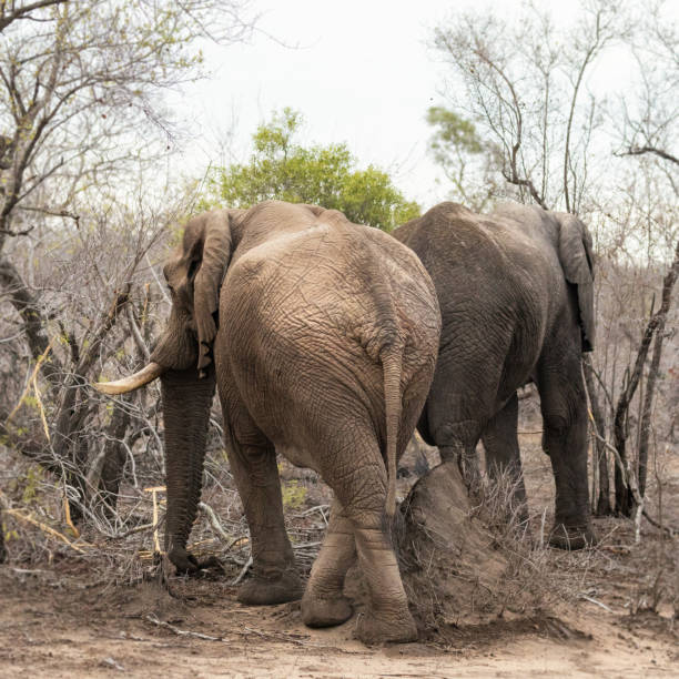 dois elefantes africanos no mato. - safari animals elephant rear end animal nose - fotografias e filmes do acervo