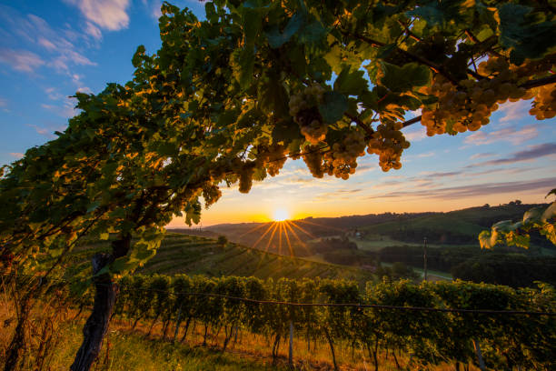 istock Beautiful view of plants growing in vineyard 649726872