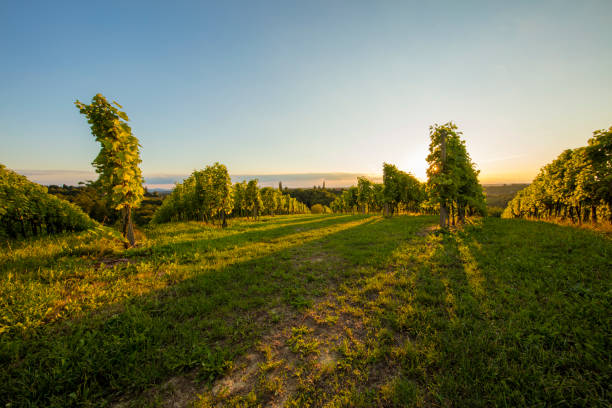 istock Plants growing on field at vineyard 649726880