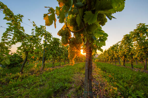 istock Grapes hanging from plants at vineyard 649726946