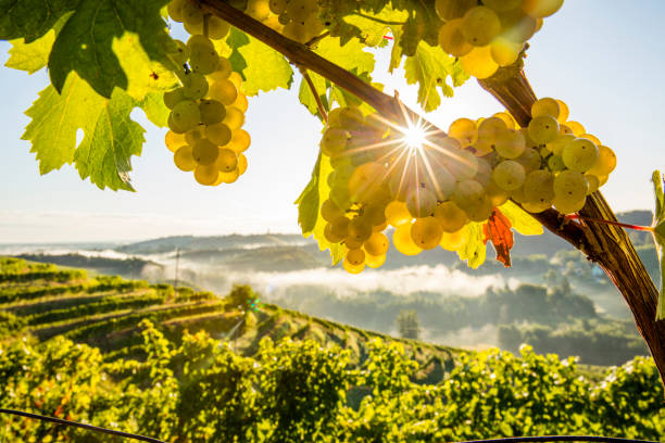 포도 원에 식물에 신선한 포도의 클로즈업 - slovenia vineyard grape jeruzalem 뉴스 사진 이미지