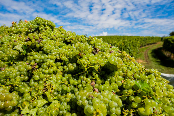 Heap of harvested grapes at vineyard
