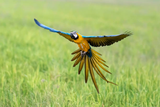 istock big parrot flying in rice field 649729716