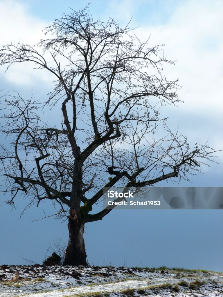 Cbare Tree Bare Trees In Winter 16 Stock Photo - Download Image Now - Baden ...