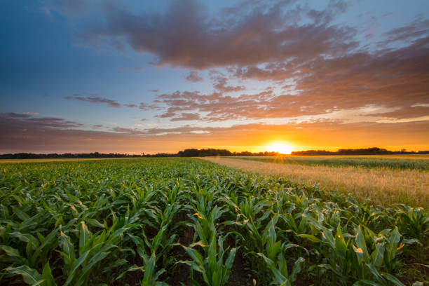 istock Tranquil view of corn farm during sunset 649730316