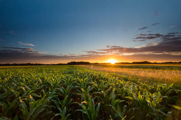 hermosa vista de la granja de maíz durante la puesta de sol - arable fotografías e imágenes de stock